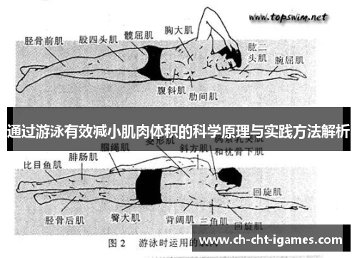 通过游泳有效减小肌肉体积的科学原理与实践方法解析 通过游泳有效减小肌肉体积的科学原理与实践方法解析